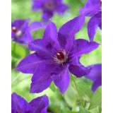 Clematis The President Klimplant Up Climbers