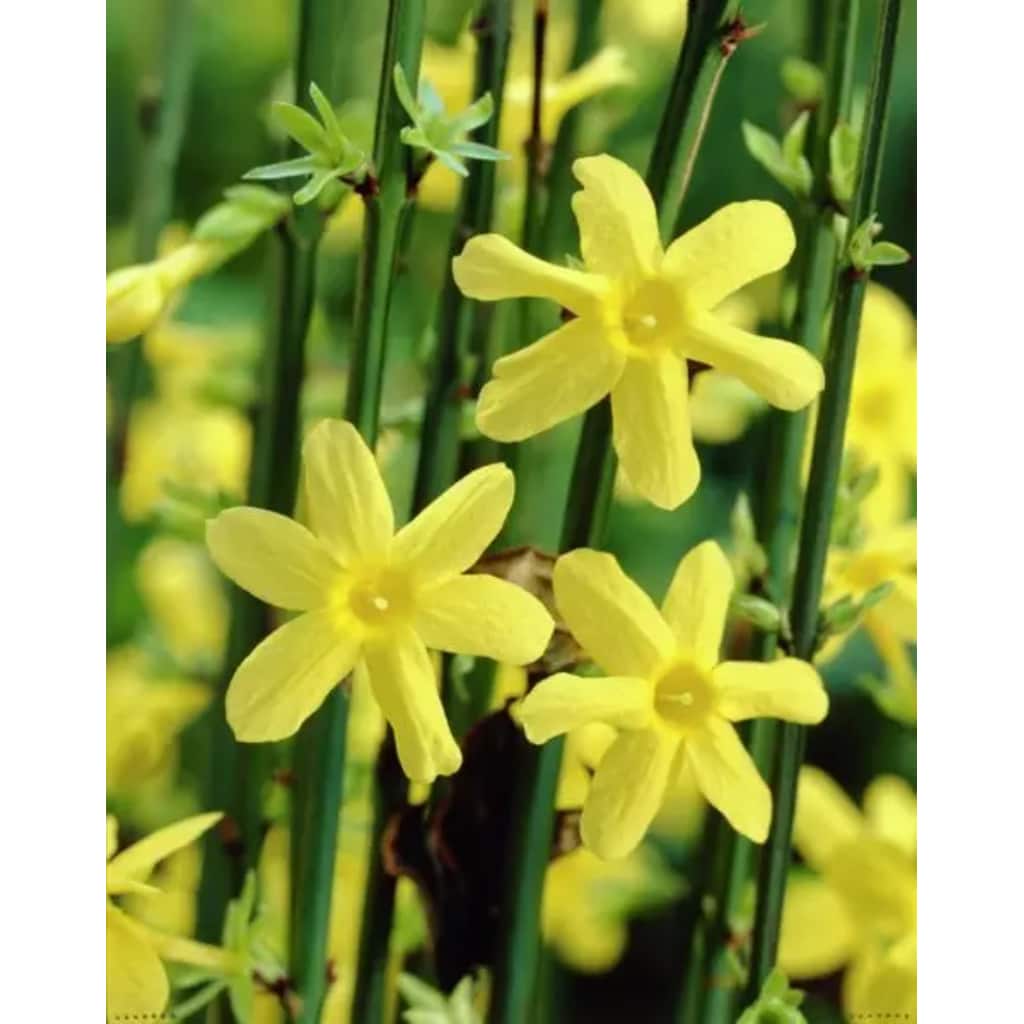 Upclimbers Up Climbers Jasminum Nudiflorum Klimplant Up upclimbers kopen in de aanbieding