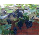 Vitis Boskoop Glory