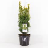 Taxus baccata david 40-50 cm