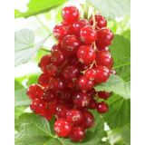 Ribes rubrum Jonkheer van Tets
