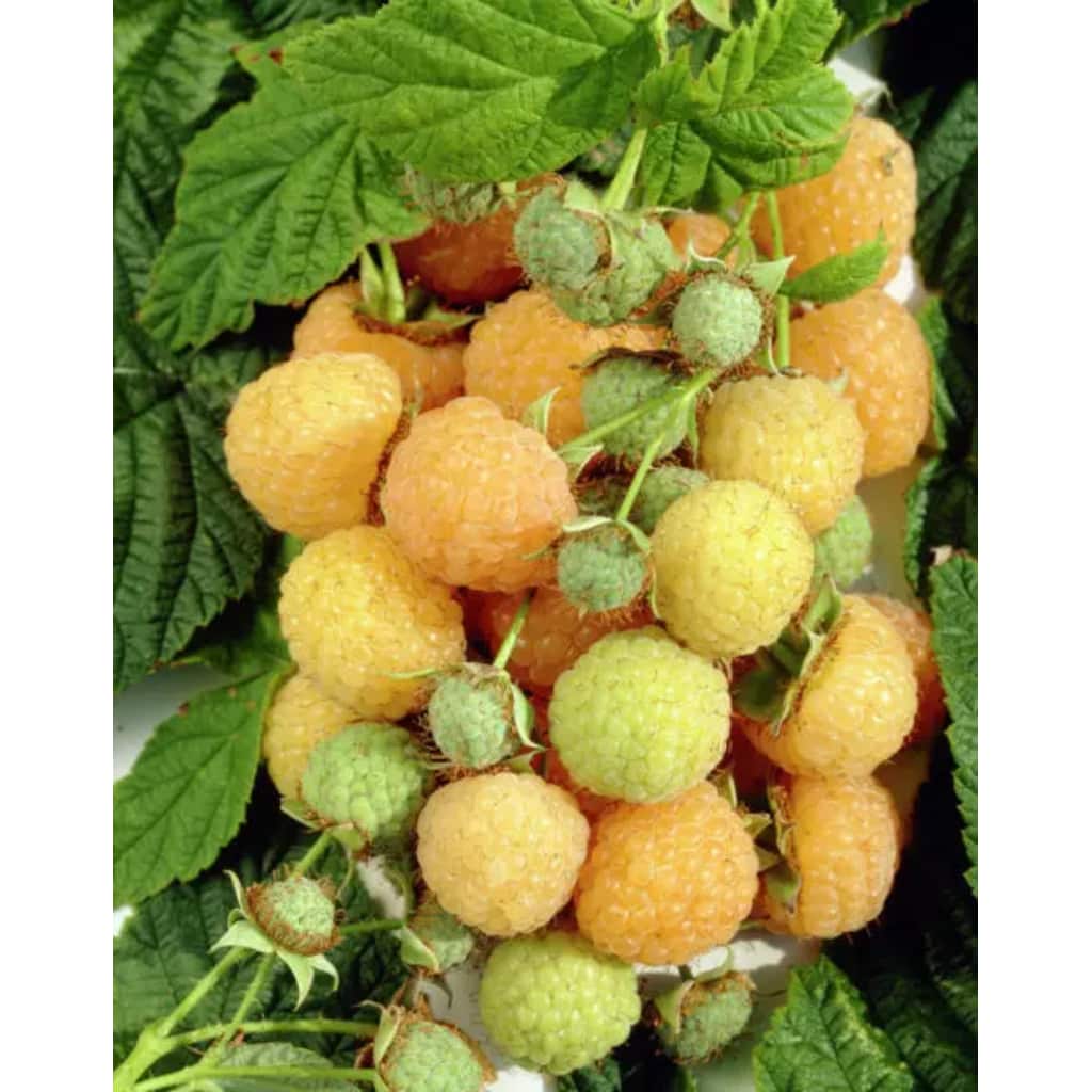 100%Fruit Rubus idaeus Fallgold