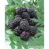 Rubus fruticosus Thornless Evergre