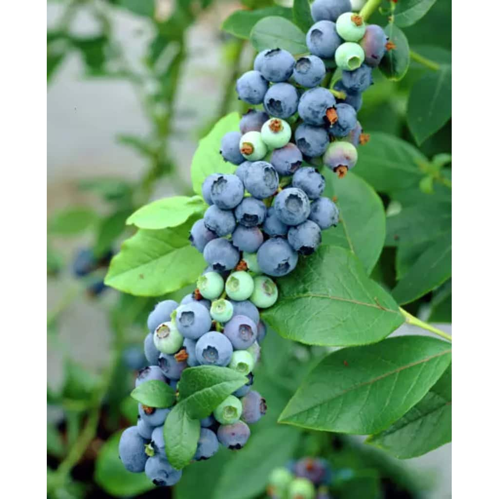 Vaccinium corymbosum Goldtraube 71