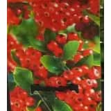 Pyracantha coccinea Red Column Klimplant Up Climbers