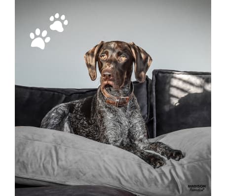 Madison Dog Lounge Velvet 80x55x15 cm Grey