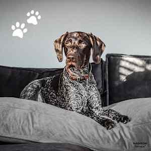 Madison Dog Bed Grey Polyester Large Durable Dog Bed Rectangular