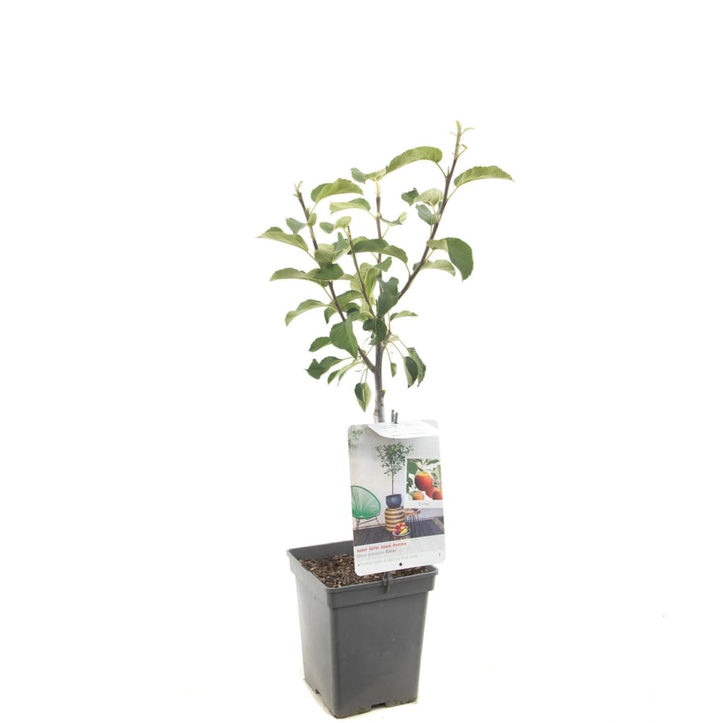 Appelboom Elstar (Malus Domestica "Elstar") fruitbomen - In 5 liter pot - 1 stuks