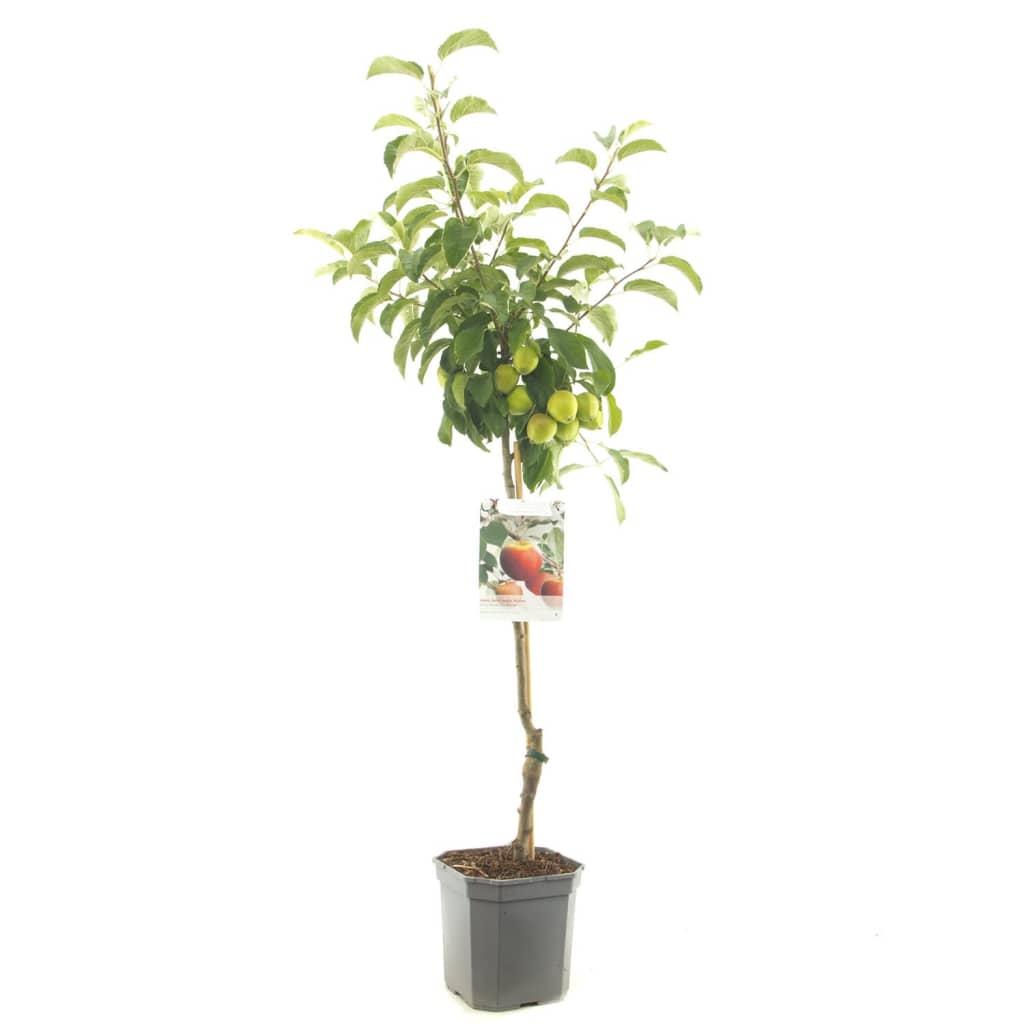 Afbeelding Appelboom Elstar (Malus Domestica "Elstar") fruitbomen - In 7 liter pot - 1 stuks door Vidaxl.nl