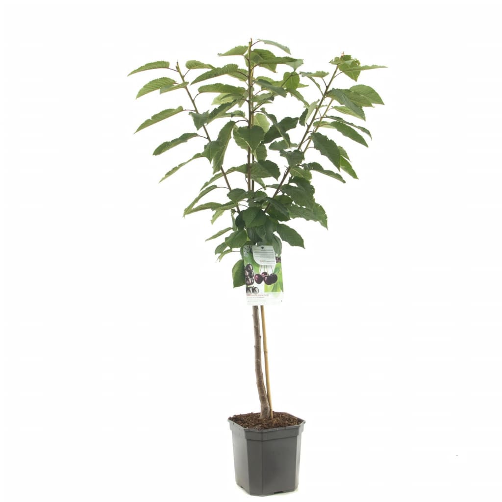 Afbeelding Kersenboom (prunus avium "Sunburst") fruitbomen - In 7 liter pot - 1 stuks door Vidaxl.nl