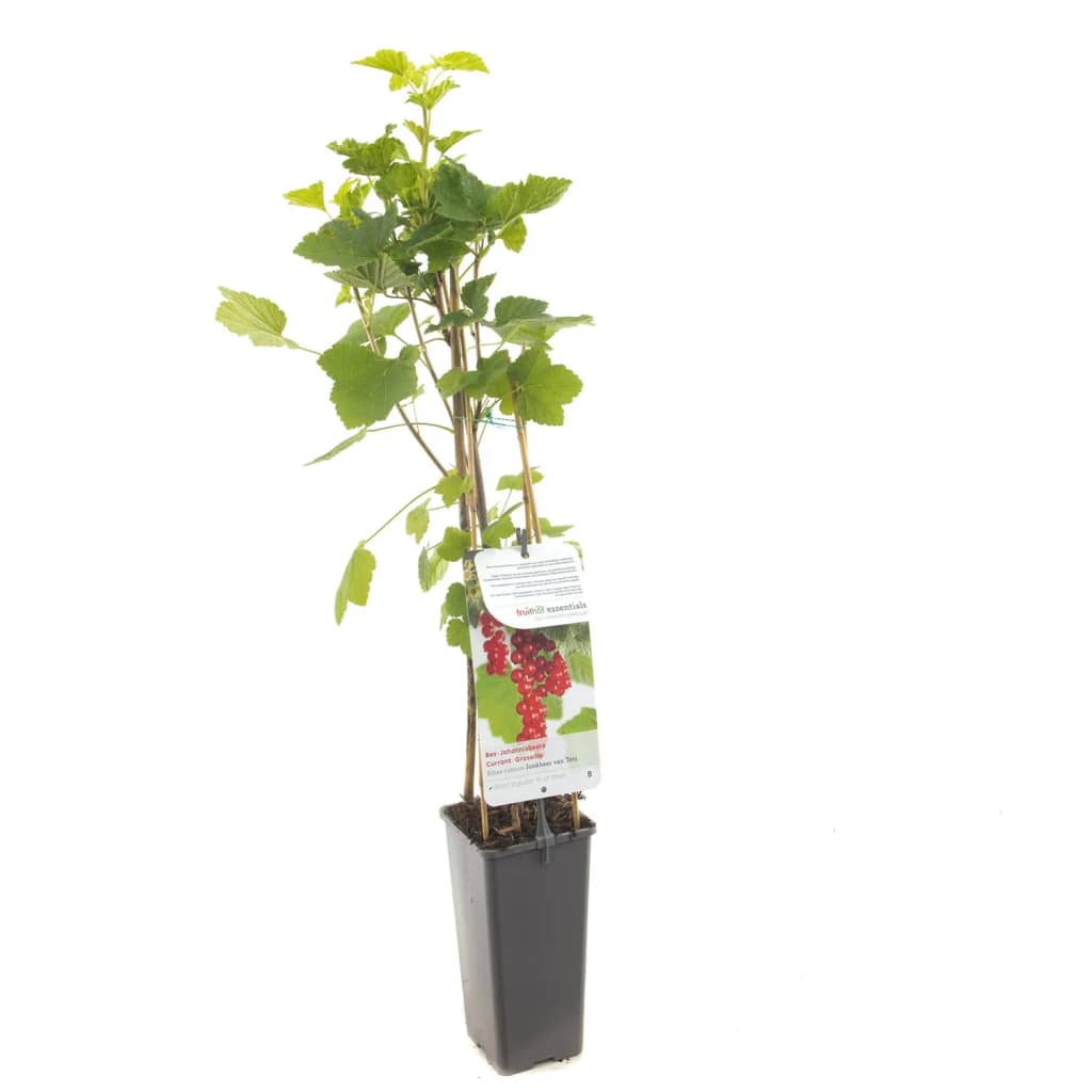 Rode bes (ribes rubrum "Jonkheer van Tets") fruitplanten - In 2 liter pot - 1 stuks