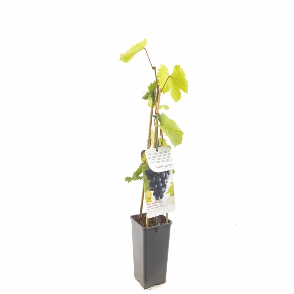 Blauwe druif (vitis vinifera "Muscat Blue") fruitplanten