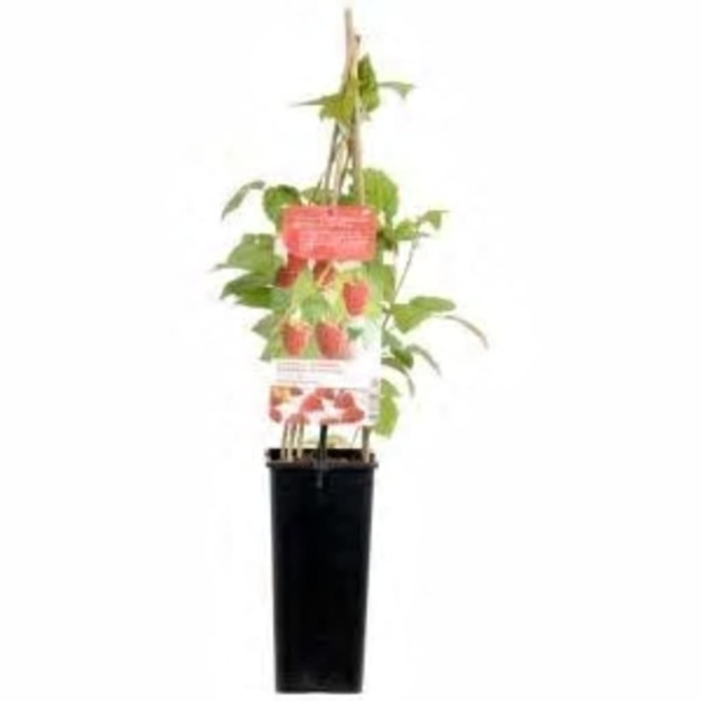 Zomerframboos (rubus idaeus "Malling Promise") fruitplanten - In 2 liter pot - 1 stuks