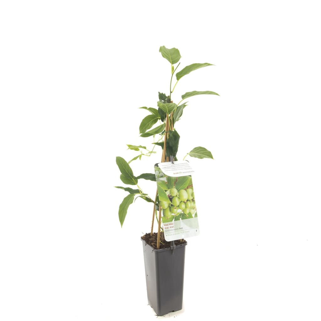 Kiwibes (Actinidia Arguta "Issai") fruitplanten - In 2 liter pot - 1 stuks