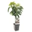 Prunus Avium Stella Patio Fruithof fruithof kopen in de aanbieding Prunus Avium Stella Patio Fruithof fruithof kopen in de aanbieding