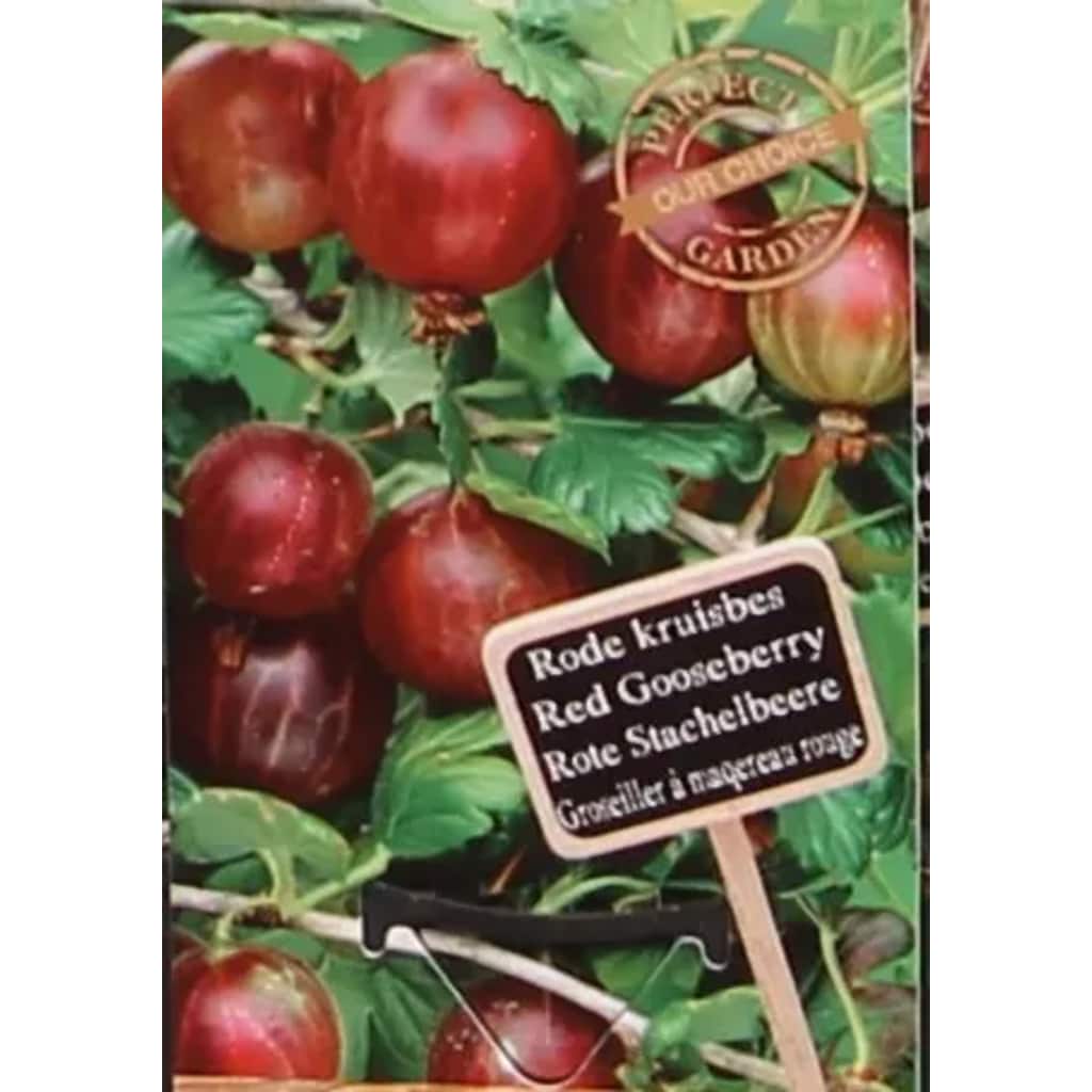 100%Fruit Ribes uva-crispa Captivator
