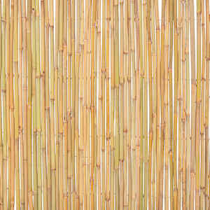 Bambusový plot 300 x 100 cm - obrázek 7