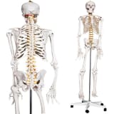 Skelett Anatomie Modell