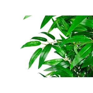 4-osainen Bambu Keinokasvisarja Kotisisustus 190 cm