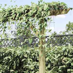 Zahradní pergola 205 x 40 x 203 cm dřevo - obrázek 4