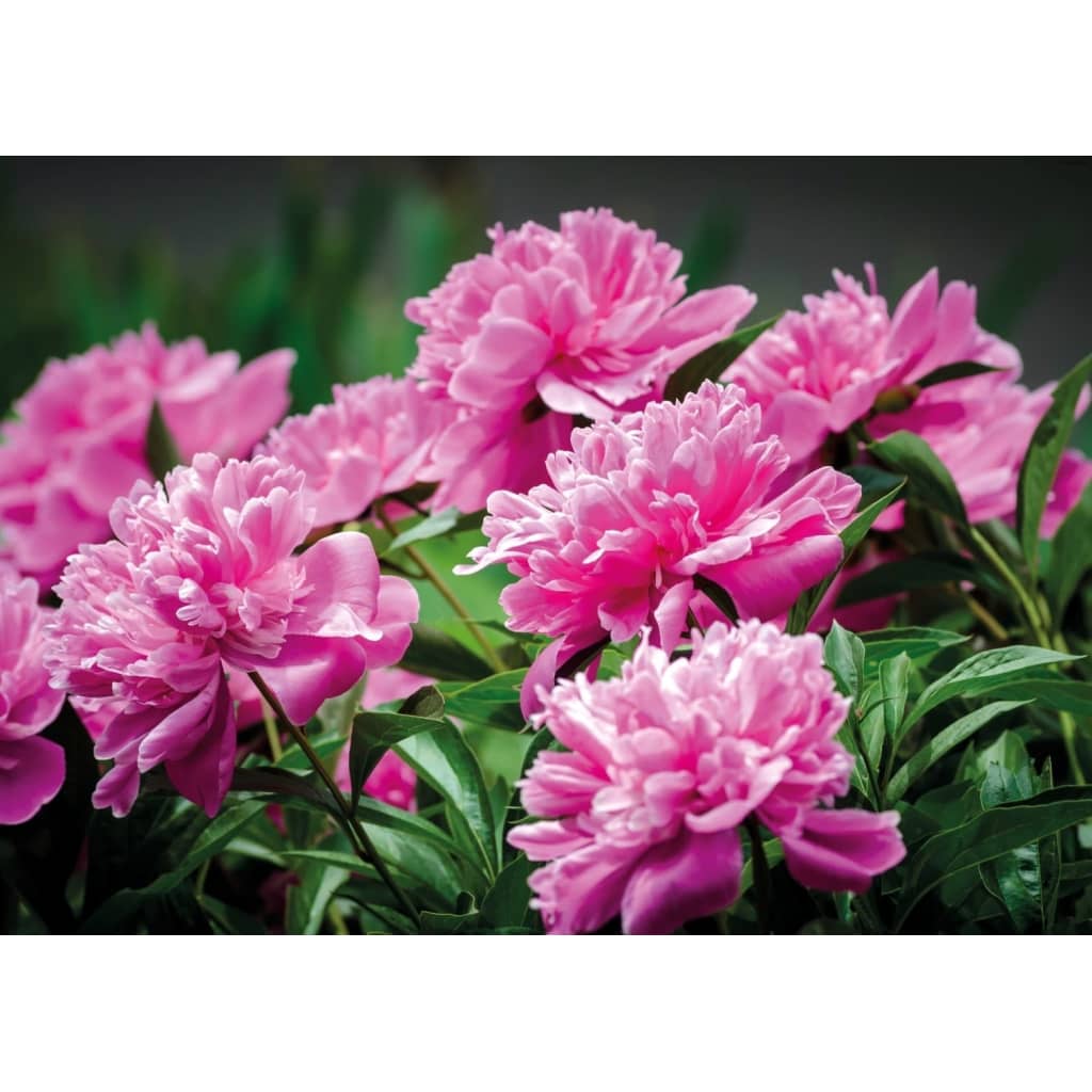 Tuindoek Peony Rose 150x210cm PB-Collection