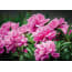 Pbcollection Tuindoek Peony Rose 150X210Cm pbcollection kopen in de aanbieding