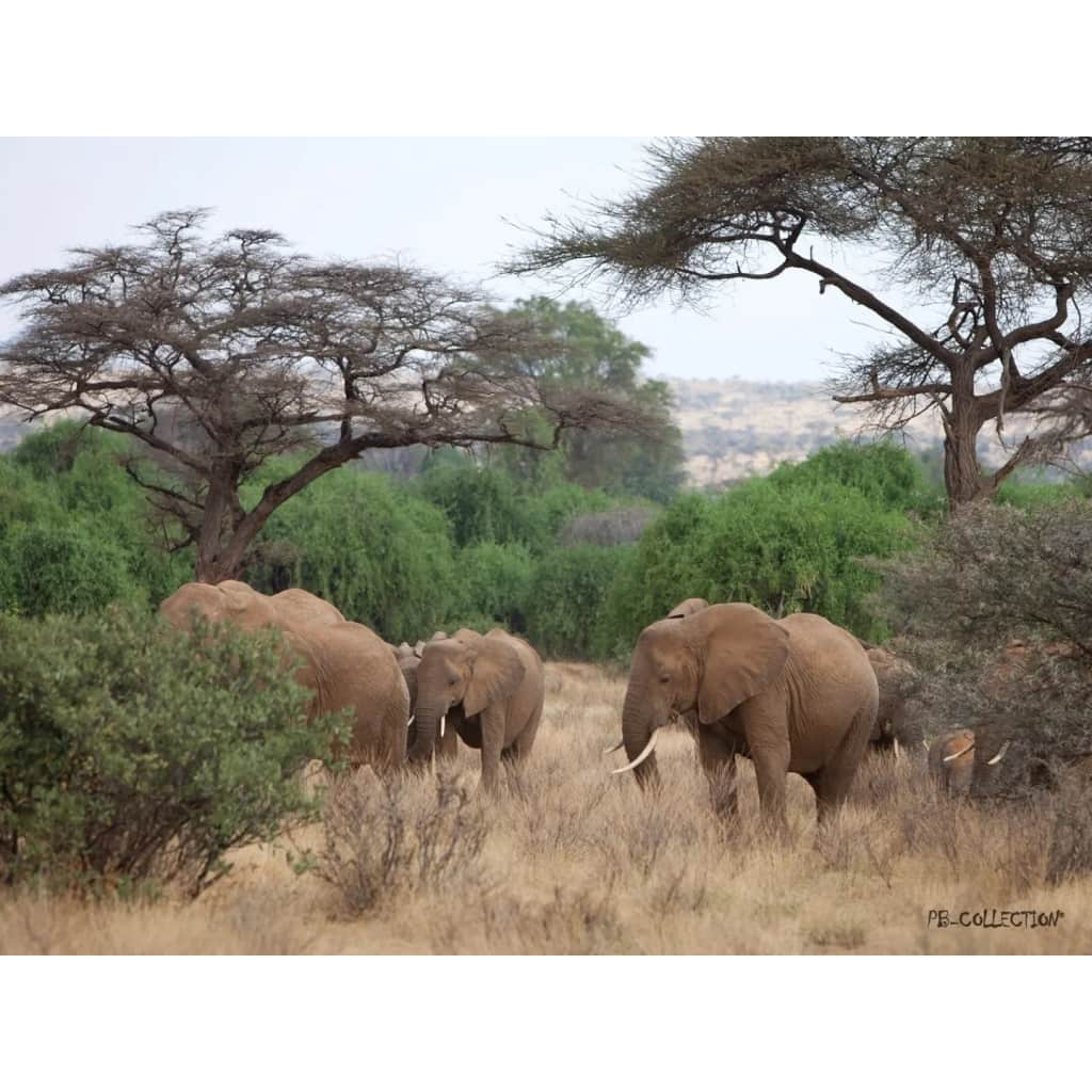 Tuinschilderij Africa Wild Elephant 70x130cm PB-Collection