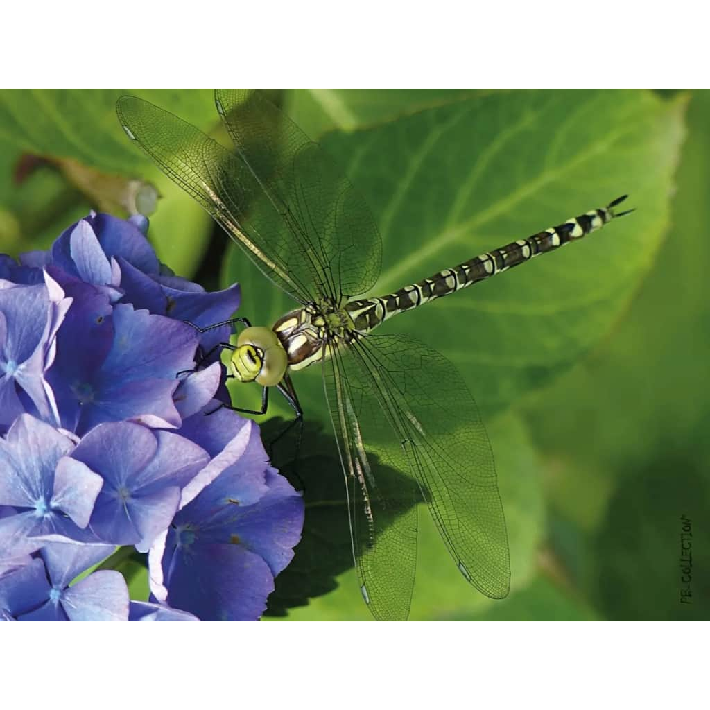 Tuinschilderij Hydrangea Dragonfly 70x130cm PB-Collection