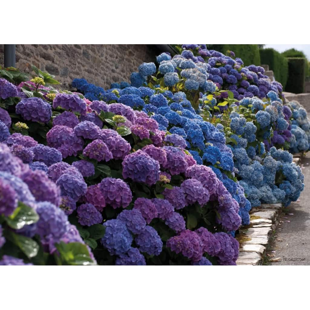 Tuinschilderij Hydrangea Lane 70x130cm PB-Collection