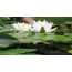 Pbcollection Tuinschilderij Waterlelie 50X70 pbcollection kopen in de aanbieding