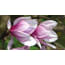 Pbcollection Tuinschilderij Magnolia 50X70 pbcollection kopen in de aanbieding