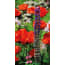 Pbcollection Tuinschilderij Bloemen Roodpaars 70X130 pbcollection kopen in de aanbieding Pbcollection Tuinschilderij Bloemen Roodpaars 70X130 pbcollection kopen in de aanbieding