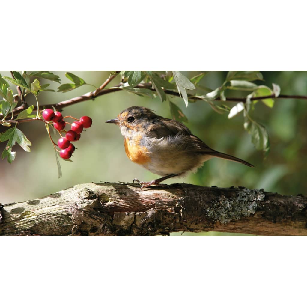 Pbcollection Pb Collection Tuinschilderij Roodborst Bes 70X130 pbcollection kopen in de aanbieding