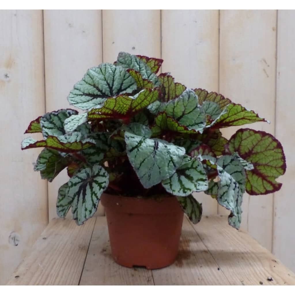 2 stuks! Kamerplant Bladbegonia grijsgroen Warentuin Natuurlijk