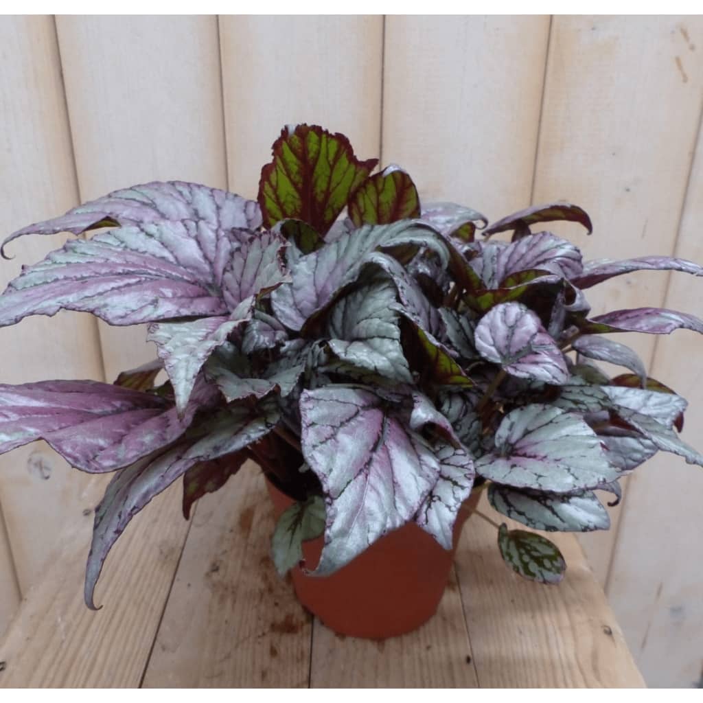 2 stuks! Kamerplant Bladbegonia lichtroze Warentuin Natuurlijk