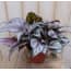2 Stuks Kamerplant Bladbegonia Lichtroze huismerk kopen in de aanbieding 2 Stuks Kamerplant Bladbegonia Lichtroze huismerk kopen in de aanbieding