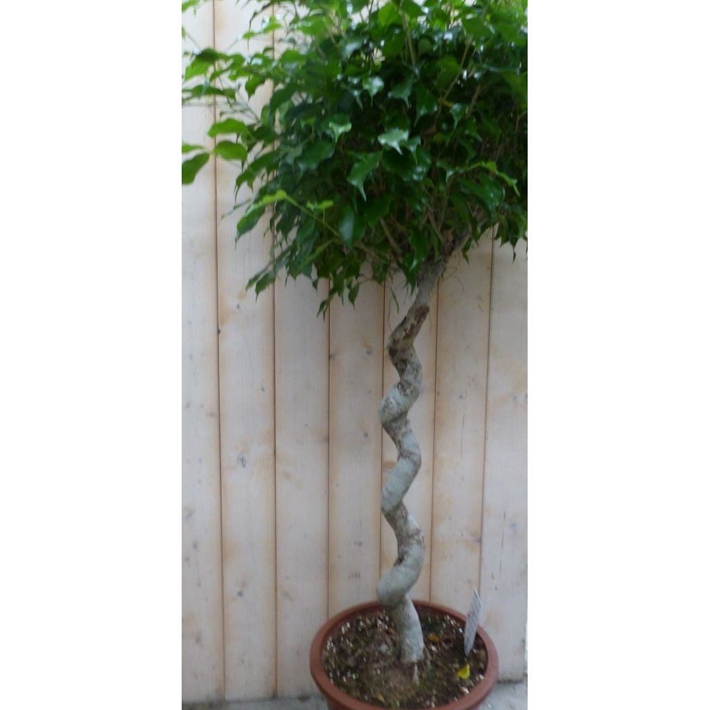 Ficus Spiraal 120 cm