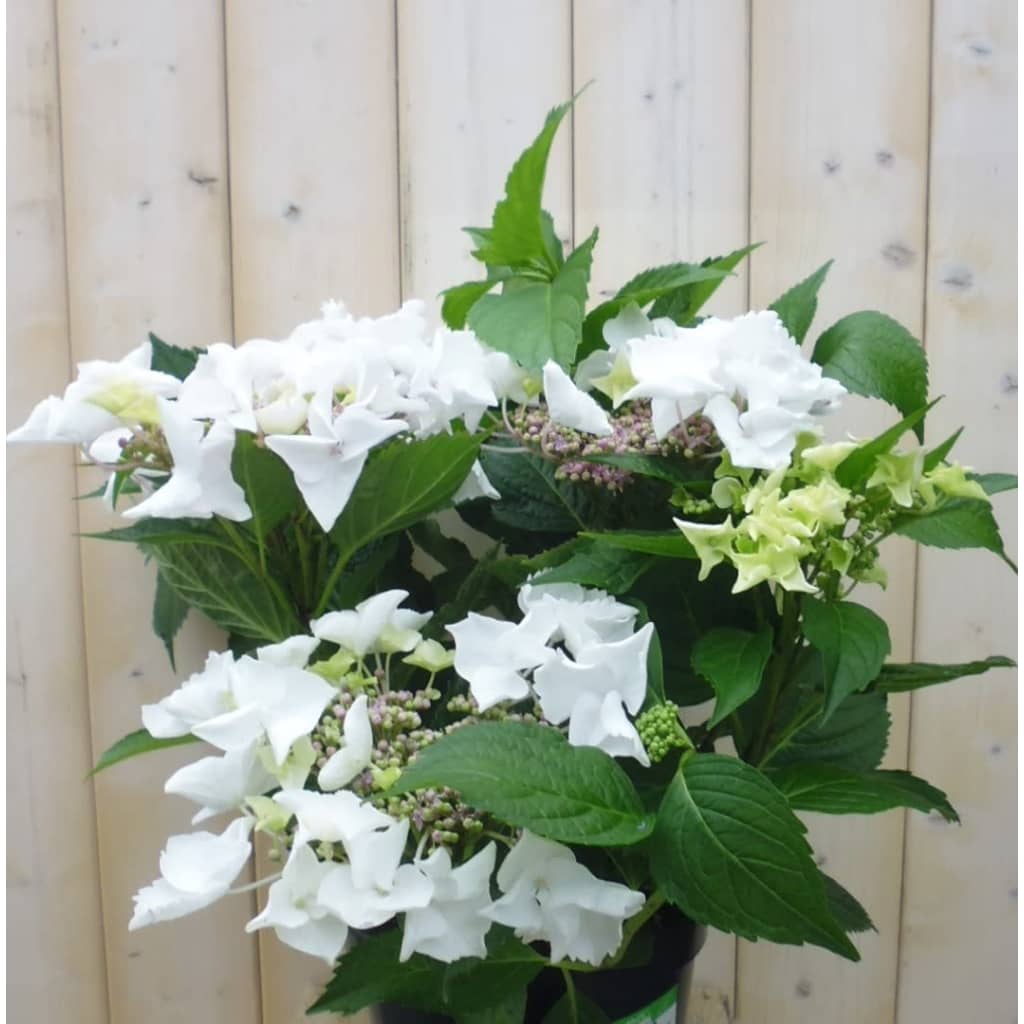 Hortensia Hydrangea wit randjesbloem 40 cm Warentuin Natuurlijk