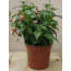 3 Stuks Fuchsia Licht Roze huismerk kopen in de aanbieding 3 Stuks Fuchsia Licht Roze huismerk kopen in de aanbieding