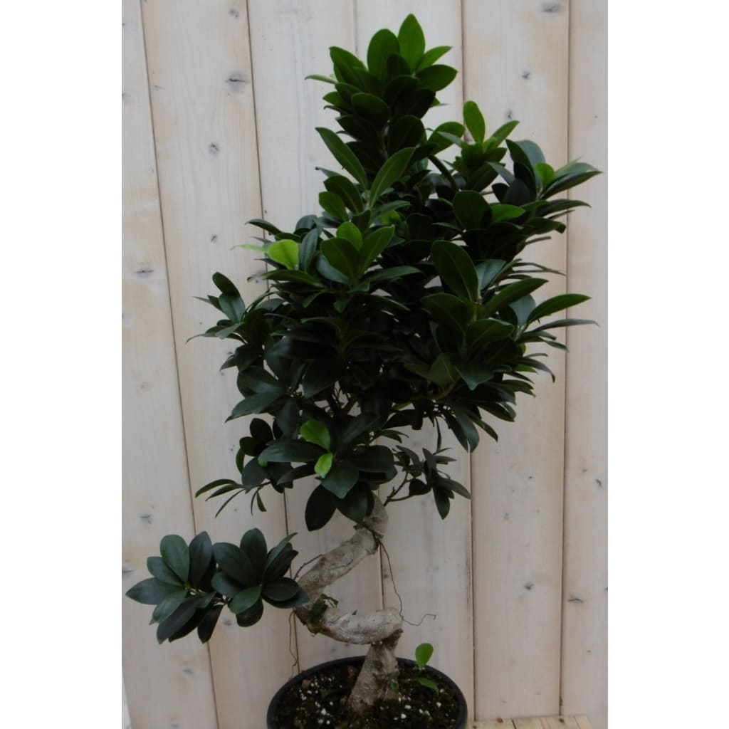 Kamerplant Bonsai Ficus Microcarpa 70 cm Warentuin Natuurlijk