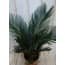 Kamerplant Palmvaren Vredespalm Cycas 50 huismerk kopen in de aanbieding