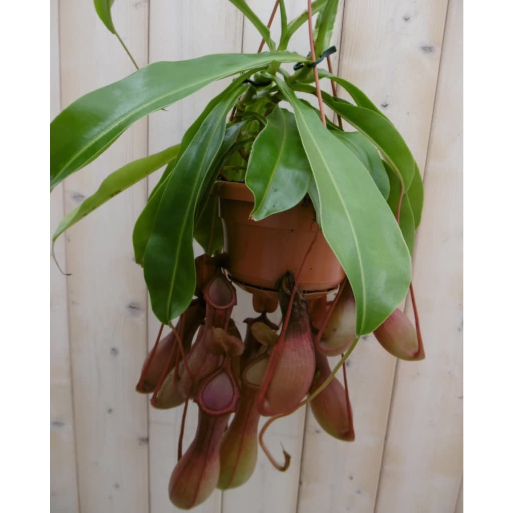 Vleesetende plant Bekerplant Nepenthes Warentuin Natuurlijk