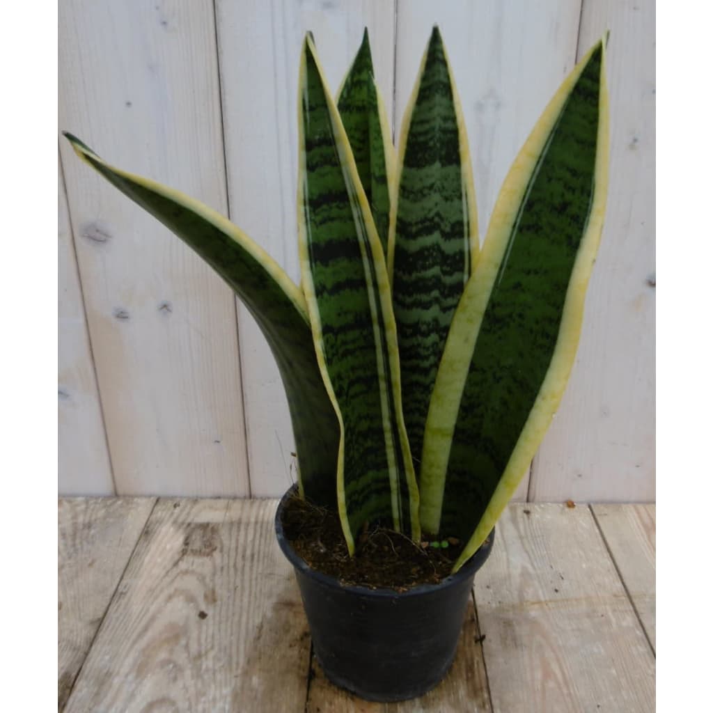 Kamerplant Vrouwentong Sansevieria bont 30 cm Warentuin Natuurlijk