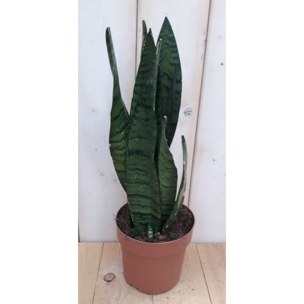 Kamerplant Vrouwentong Sansevieria donkergroen 30 cm Warentuin Natuurlijk