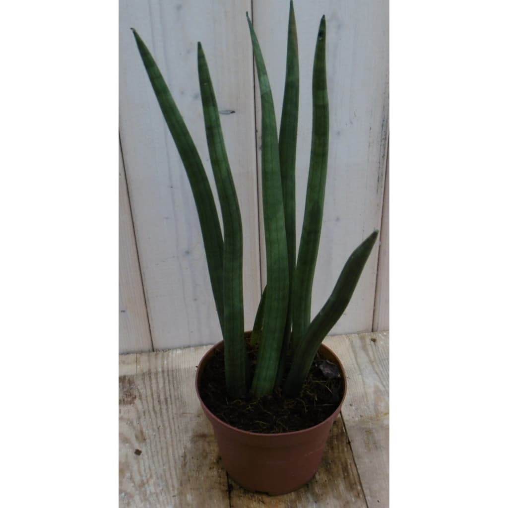 Kamerplant Vrouwentong Sansevieria 50 cm Warentuin Natuurlijk