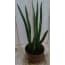 Kamerplant Vrouwentong Sansevieria 50 huismerk kopen in de aanbieding Kamerplant Vrouwentong Sansevieria 50 huismerk kopen in de aanbieding