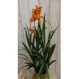 Crocosmia