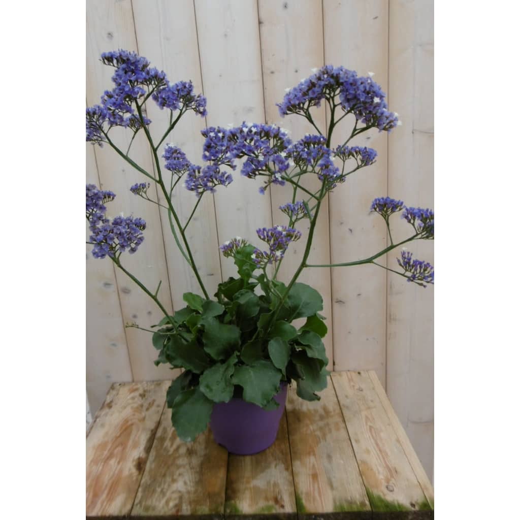 Warentuin Natuurlijk Lamsoor huismerk kopen in de aanbieding