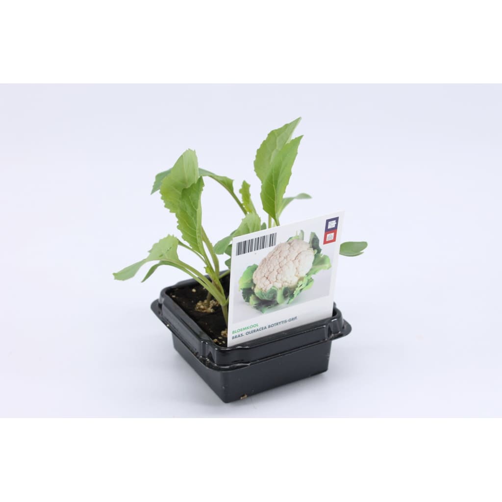 Tuin Op Tafel 2 Stuks Bloemkool Groente Plant Set 4 tuin op tafel kopen in de aanbieding Tuin Op Tafel 2 Stuks Bloemkool Groente Plant Set 4 tuin op tafel kopen in de aanbieding