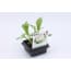 2 Stuks Bloemkool Groente Plant Set 4 Tuin Op Tafel tuin op tafel kopen in de aanbieding 2 Stuks Bloemkool Groente Plant Set 4 Tuin Op Tafel tuin op tafel kopen in de aanbieding
